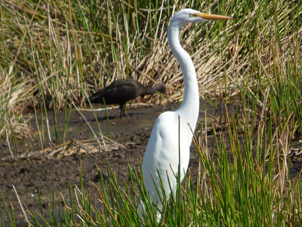 Koartza zuria - ML647634540