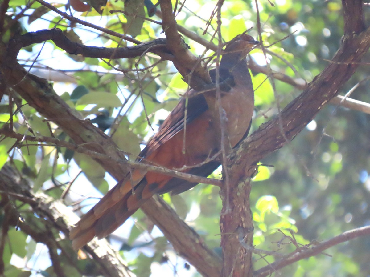 Brown Cuckoo-Dove - ML647634560