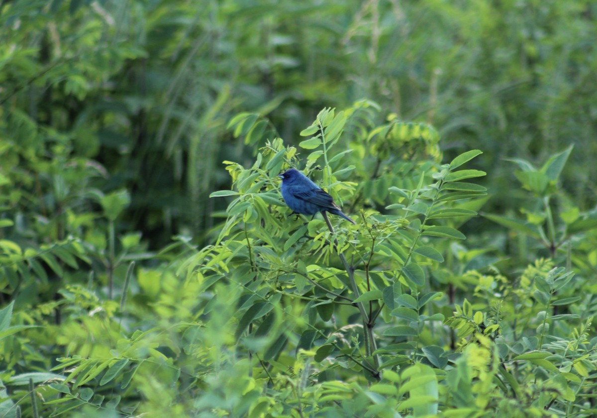 Passerin indigo - ML647634563