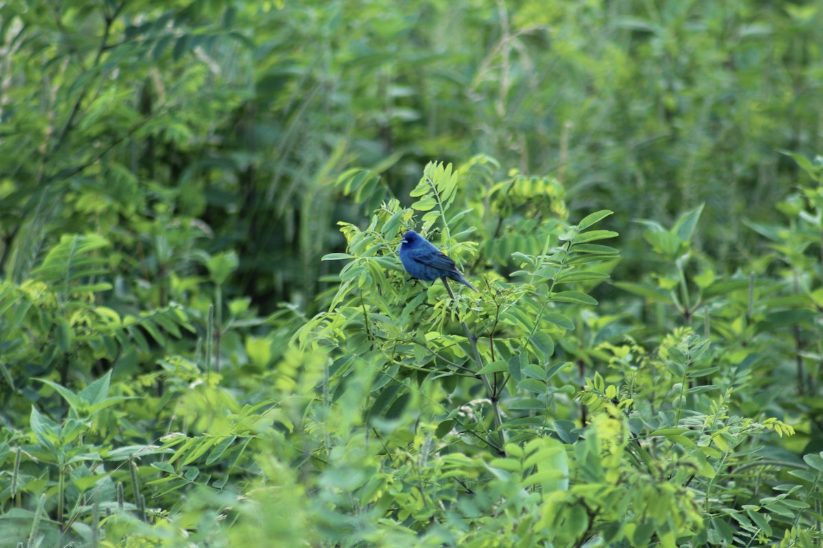 Passerin indigo - ML647634565