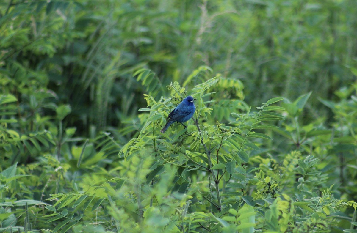 Passerin indigo - ML647634567