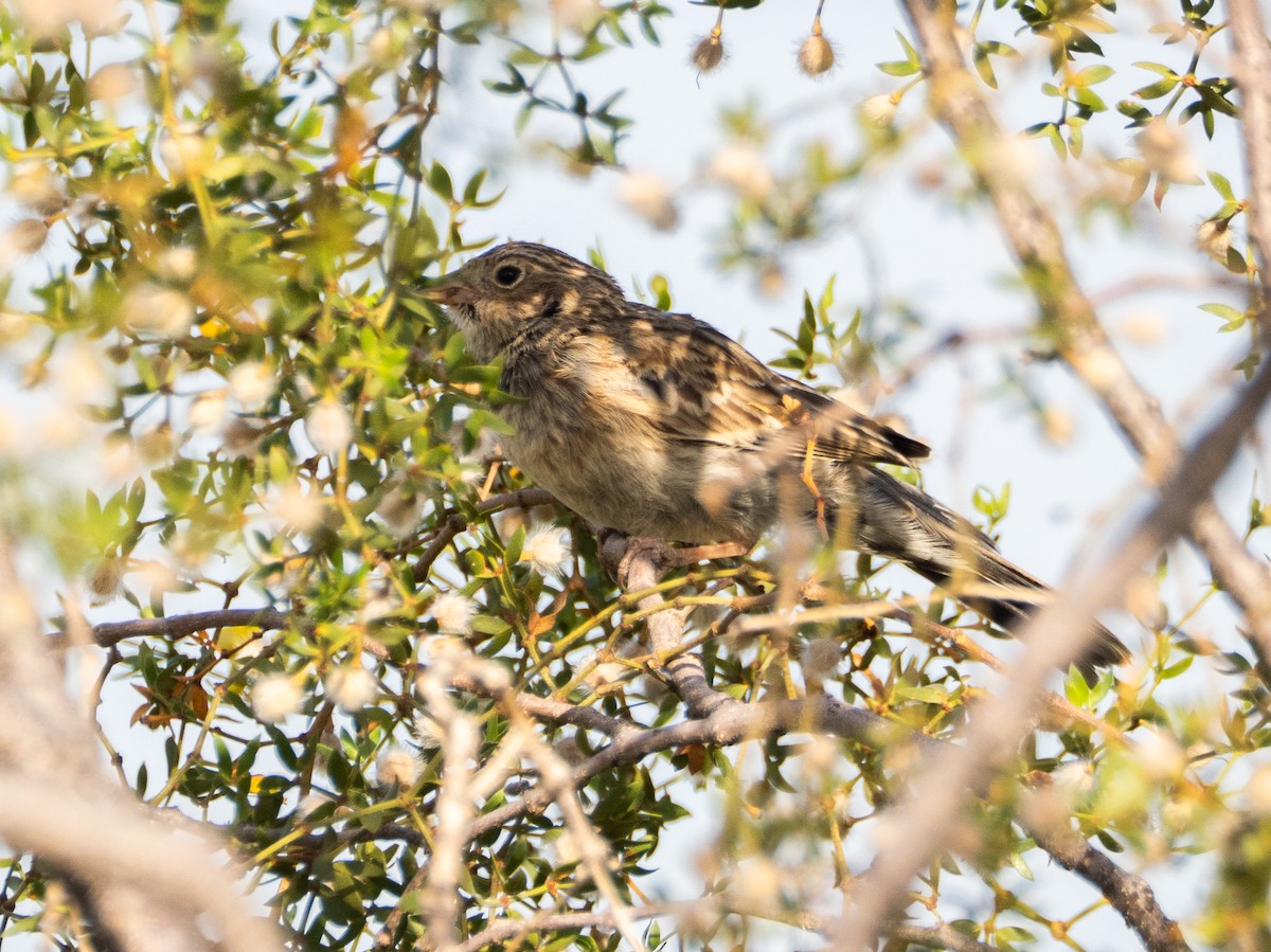 Carbonated Sierra Finch - ML647634570