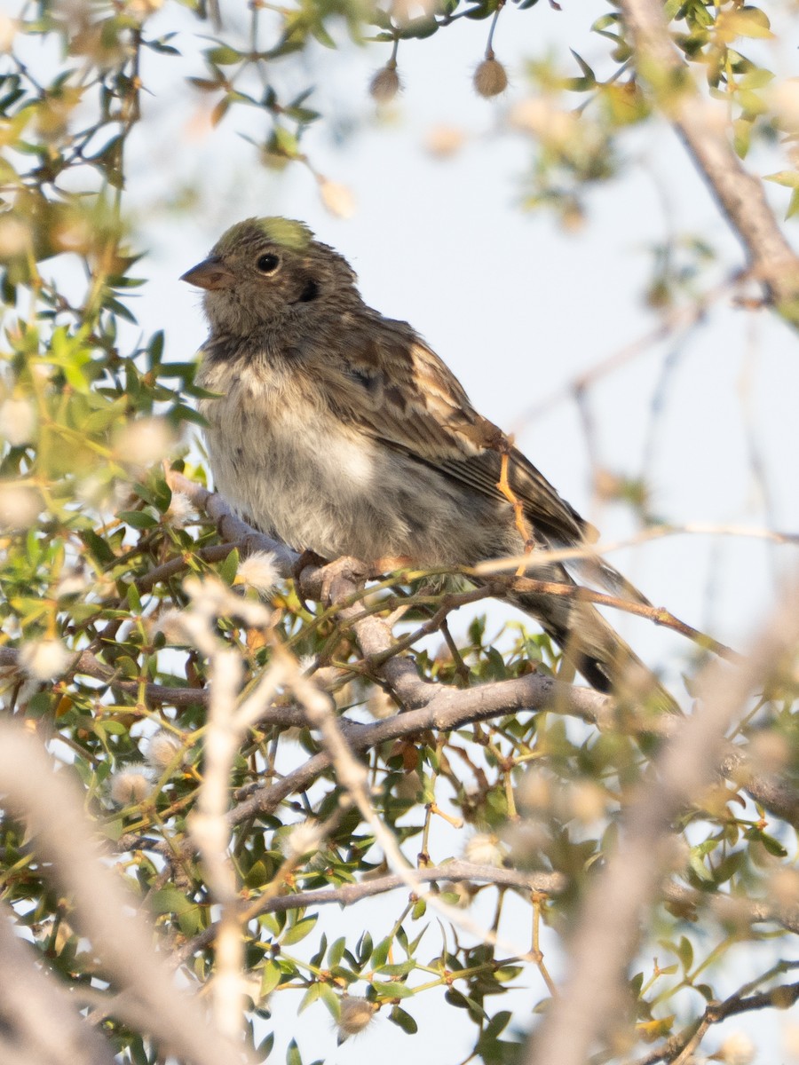 Carbonated Sierra Finch - ML647634571