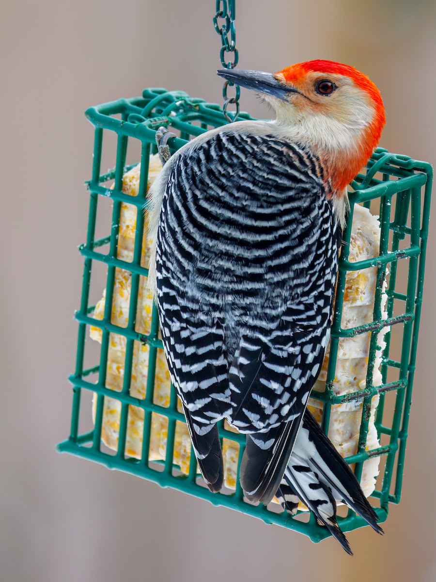 Carolinaspecht - ML647634576