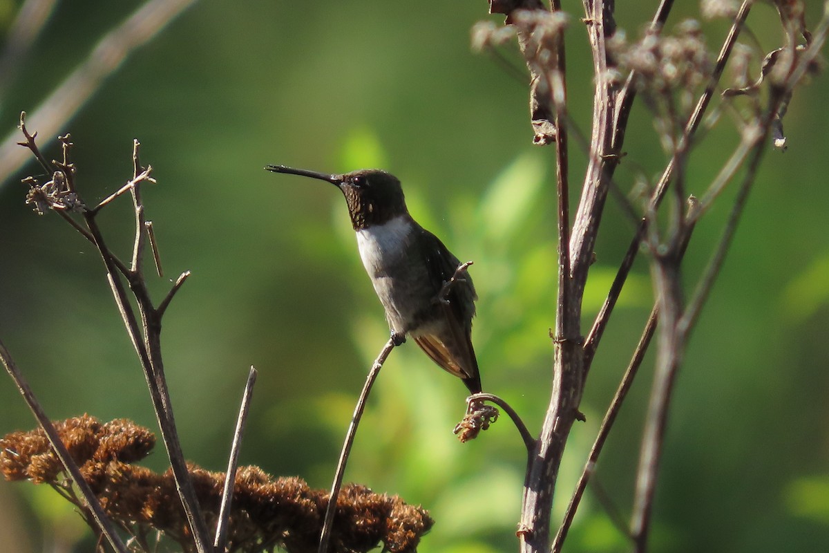 Ruby-throated Hummingbird - ML647634637