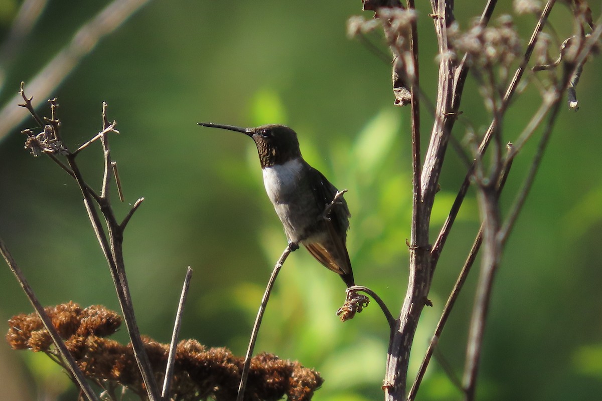 Ruby-throated Hummingbird - ML647634638