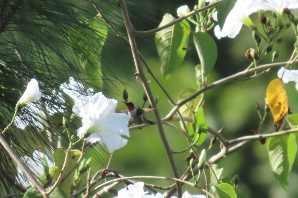 Ruby-throated Hummingbird - ML647634639