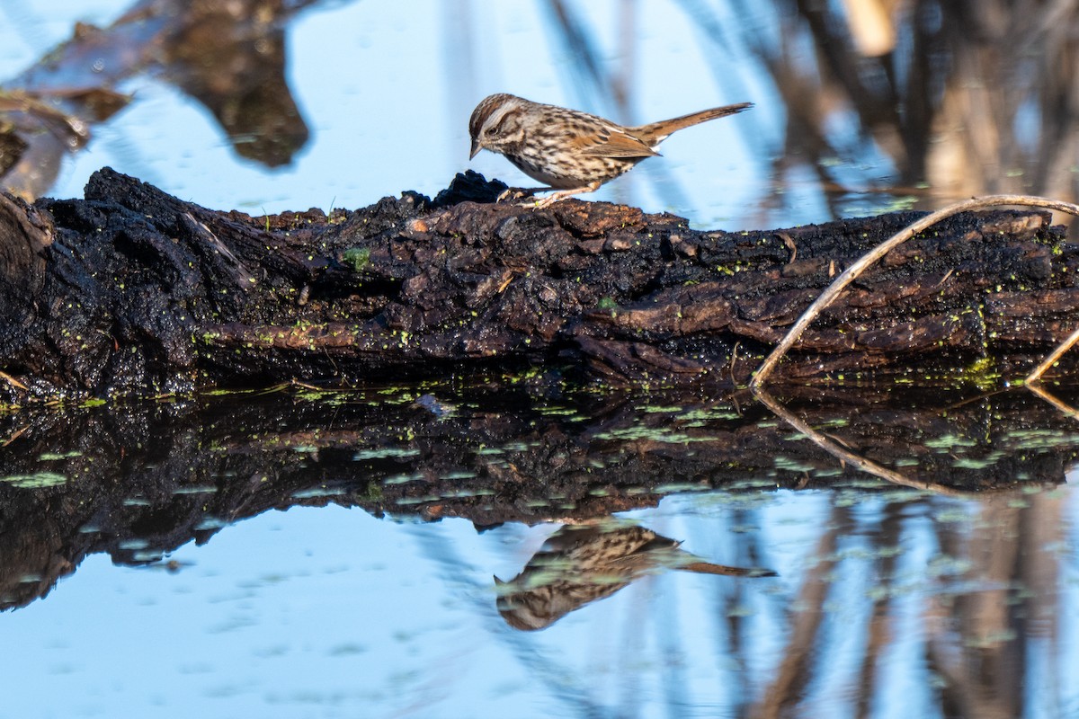 גיבתונית רוננת - ML647634648