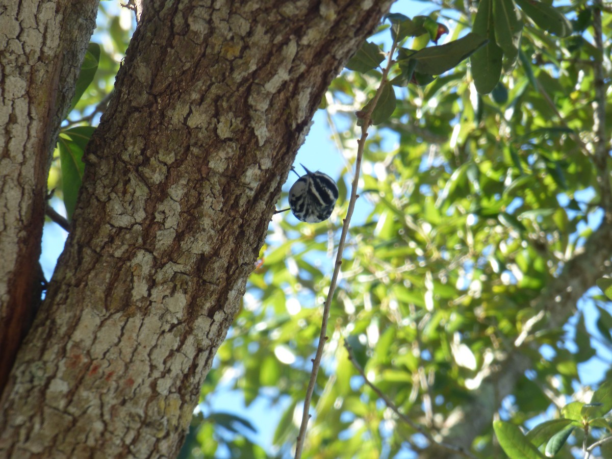 סבכון עקוד - ML647634650