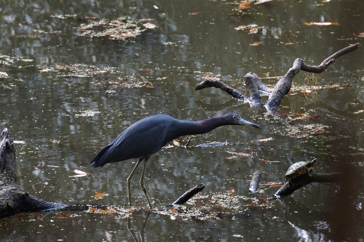 לבנית כחולה קטנה - ML647634652