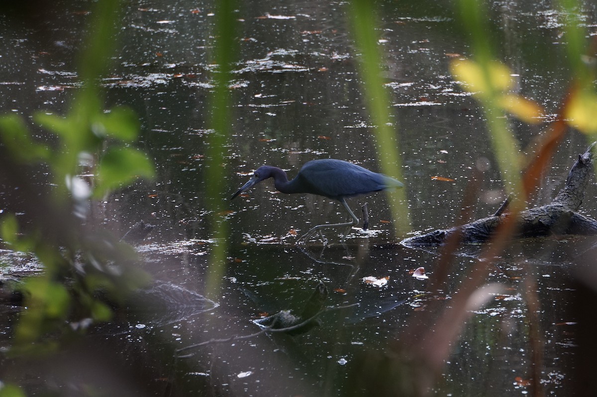 לבנית כחולה קטנה - ML647634653