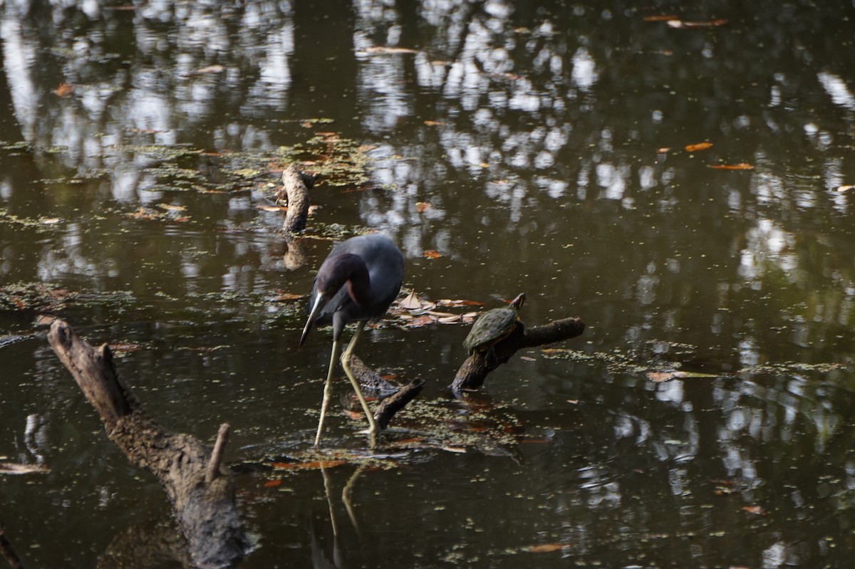לבנית כחולה קטנה - ML647634654