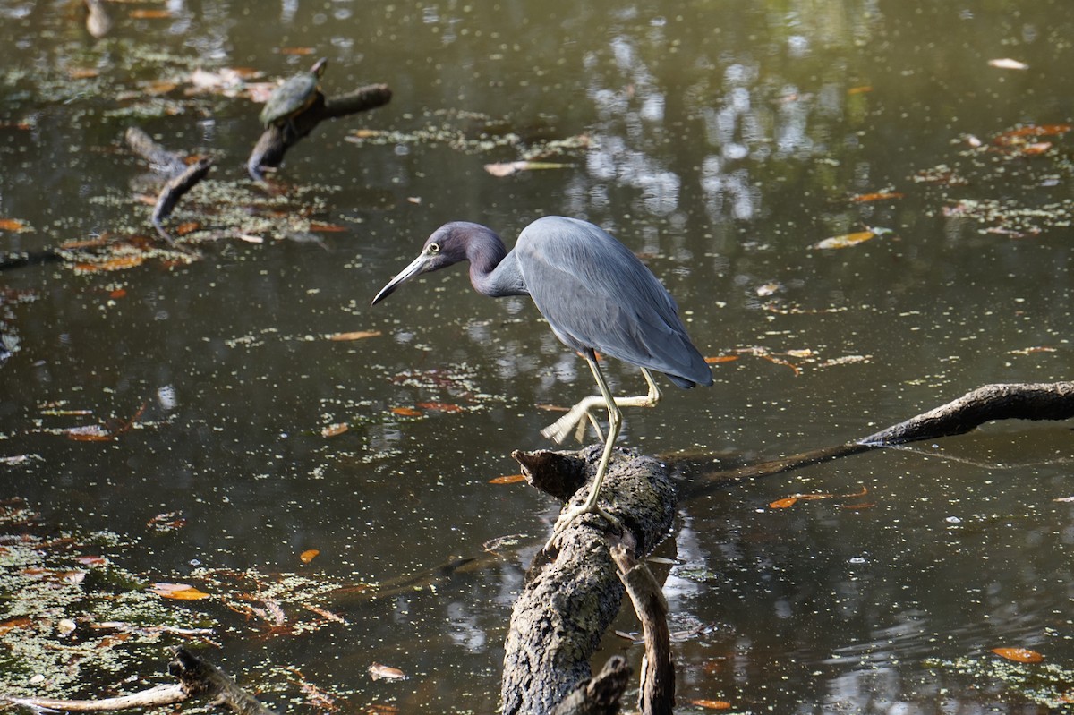 לבנית כחולה קטנה - ML647634655
