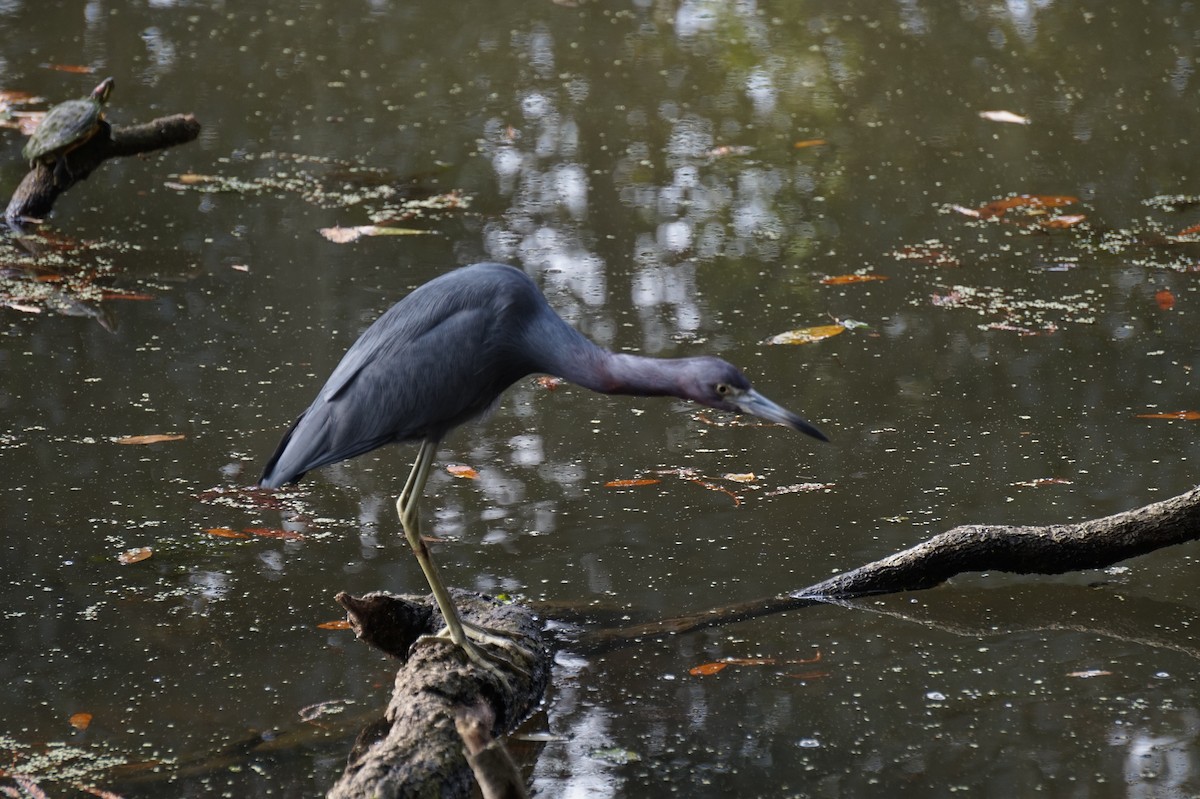 לבנית כחולה קטנה - ML647634656
