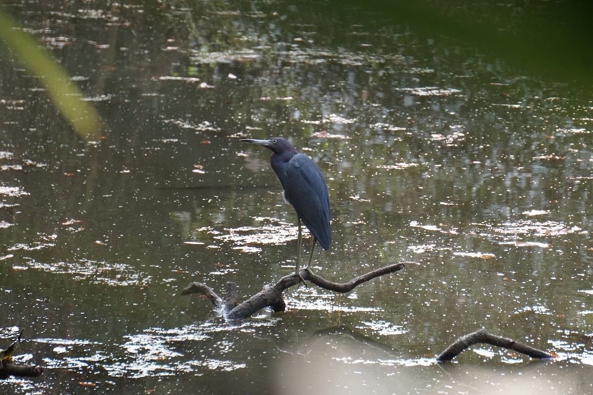 לבנית כחולה קטנה - ML647634657