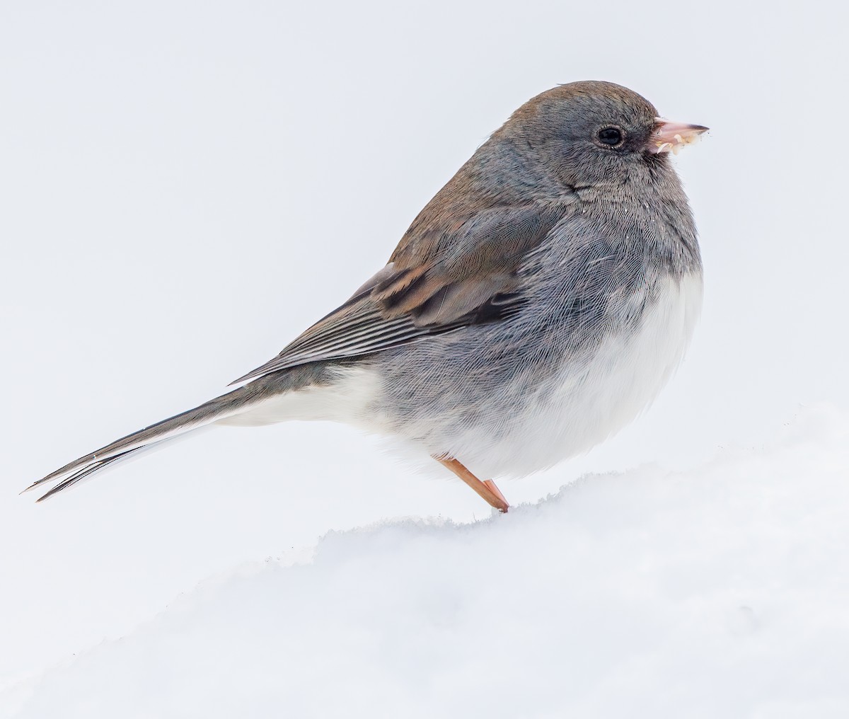 יונקו כהה-עין - ML647634658