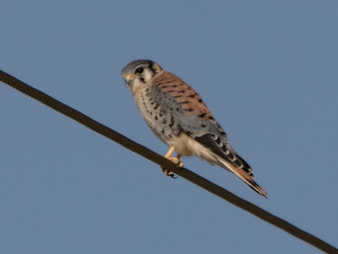 בז אמריקני - ML647634660
