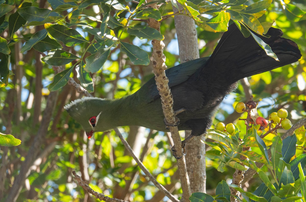 Knysna Turaco - ML647634661