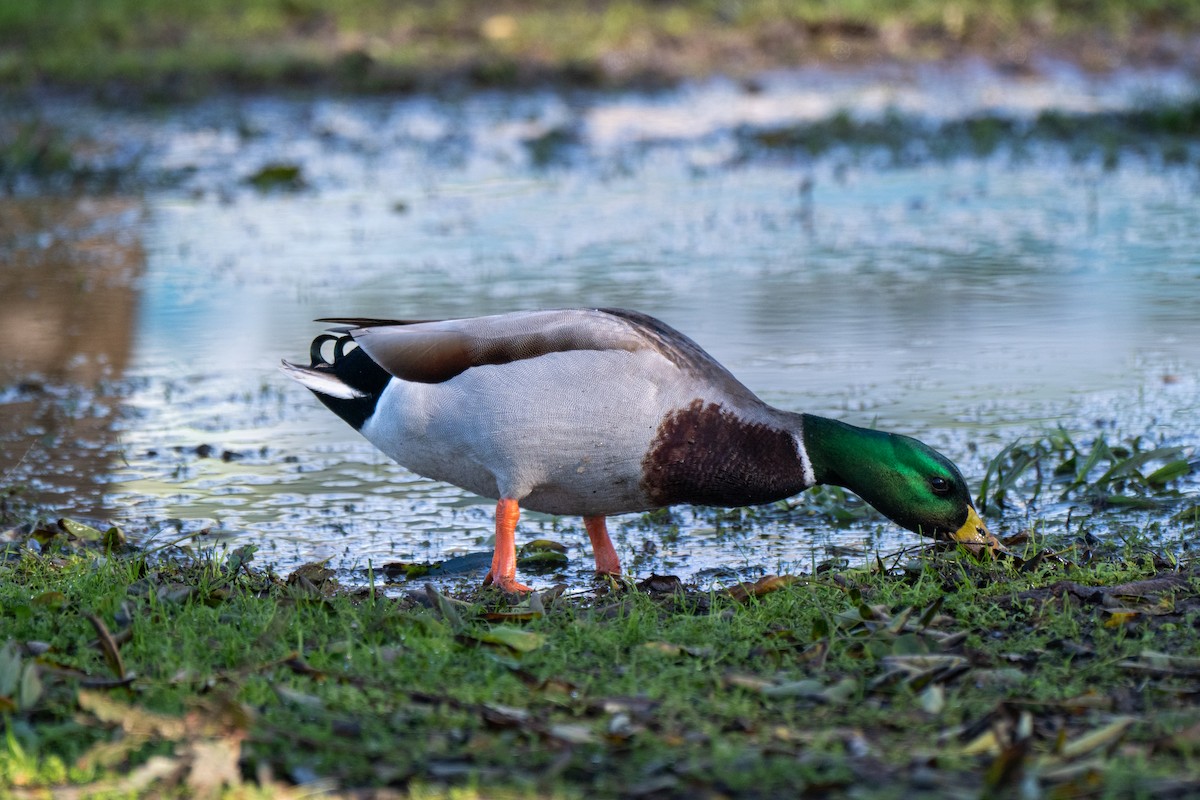 ברכיה - ML647634662