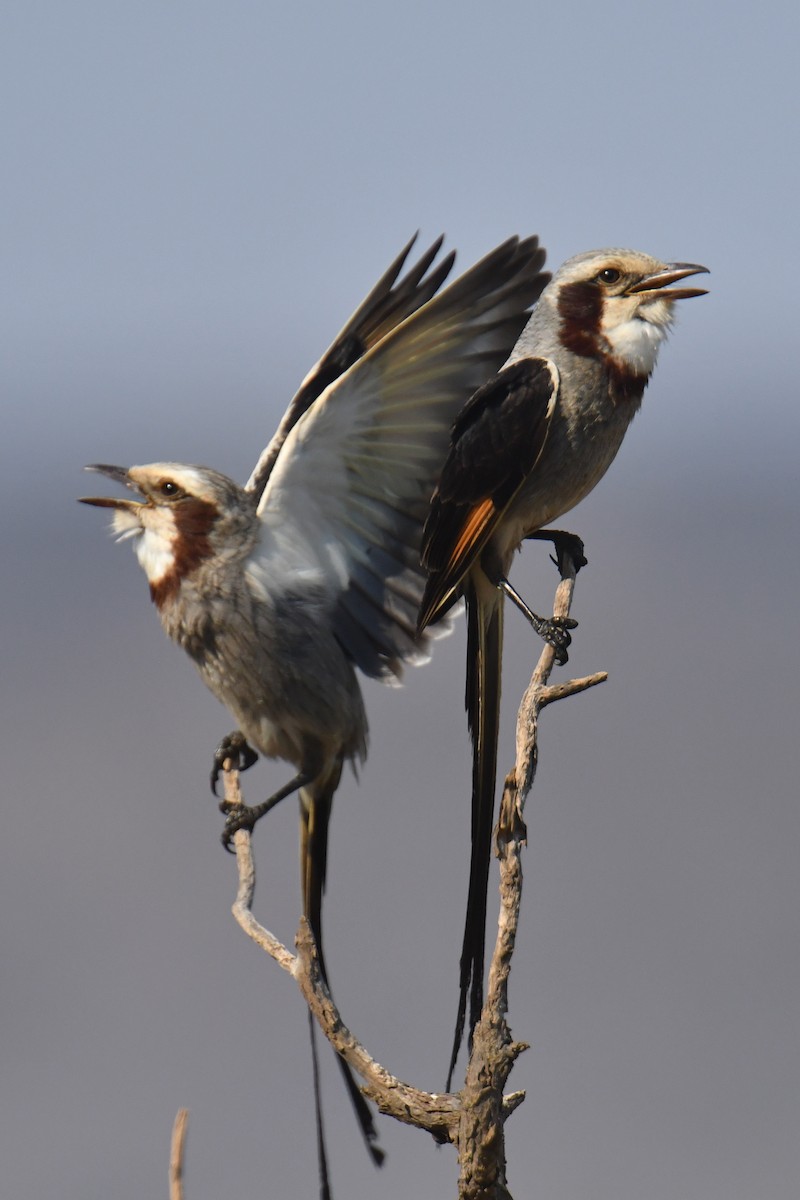 Streamer-tailed Tyrant - ML647634663