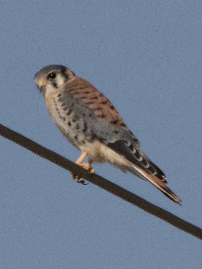 בז אמריקני - ML647634664