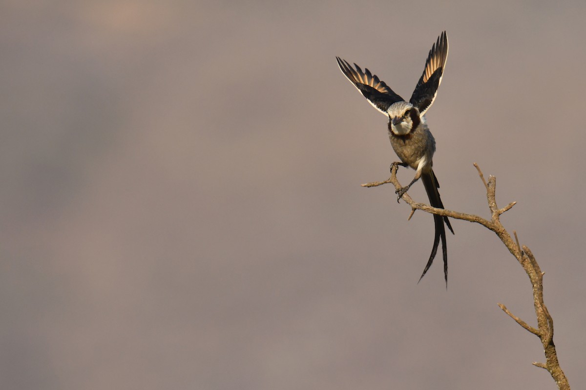 Streamer-tailed Tyrant - ML647634665