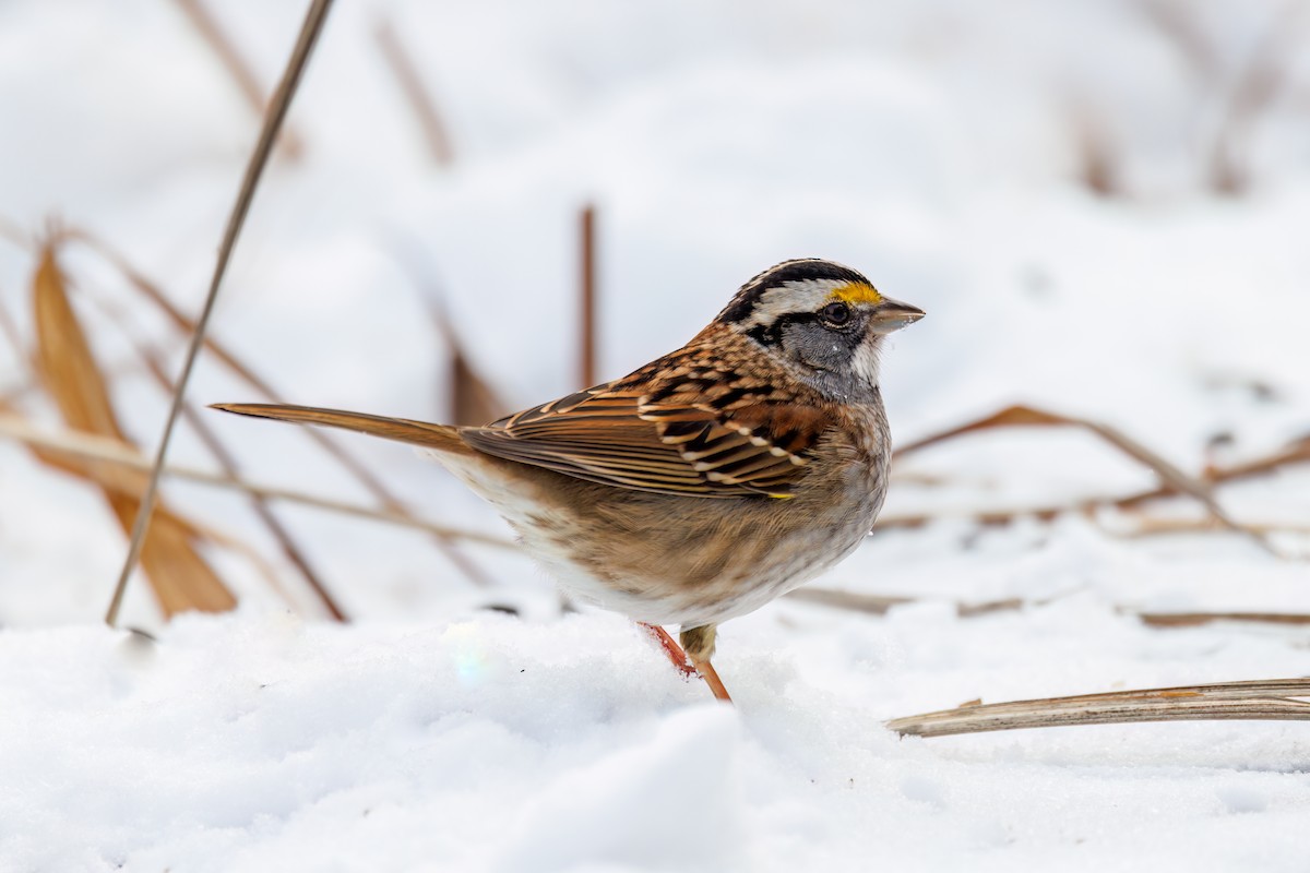 גיבתונית לבנת-גרון - ML647634666