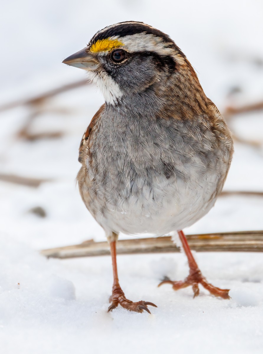 גיבתונית לבנת-גרון - ML647634667