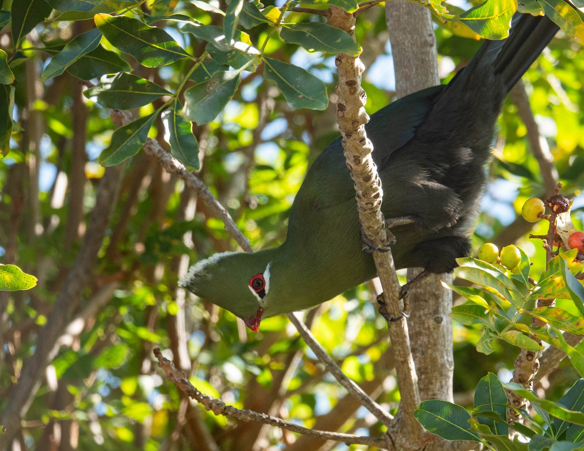 Knysna Turaco - ML647634668