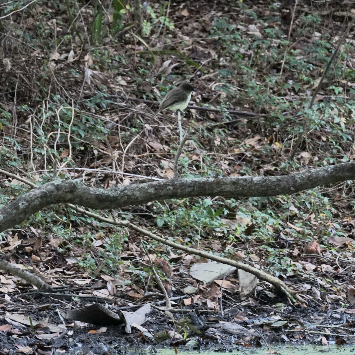 פיבי מזרחית - ML647634669