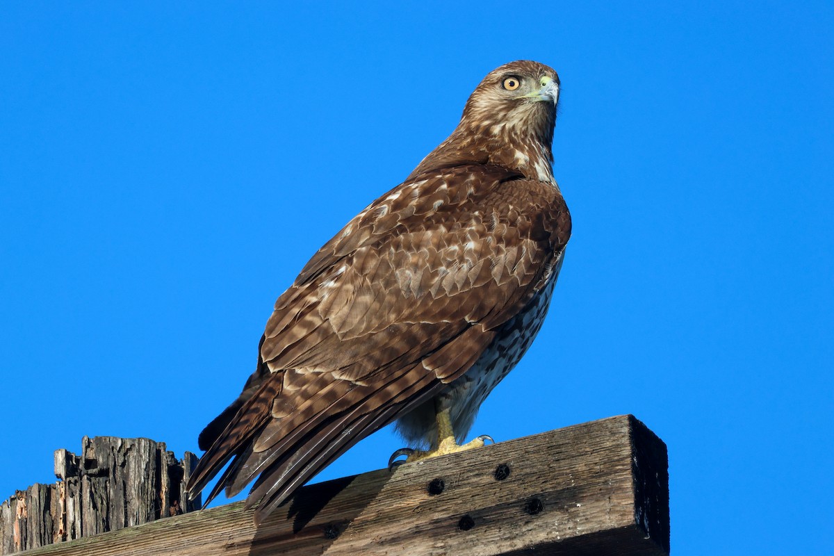 Cooper's Hawk - ML647634671