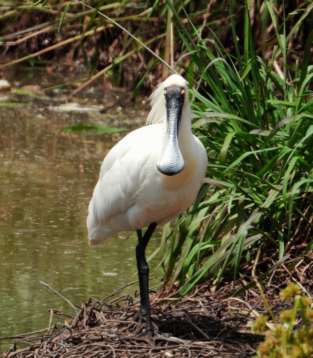 Royal Spoonbill - ML647634676