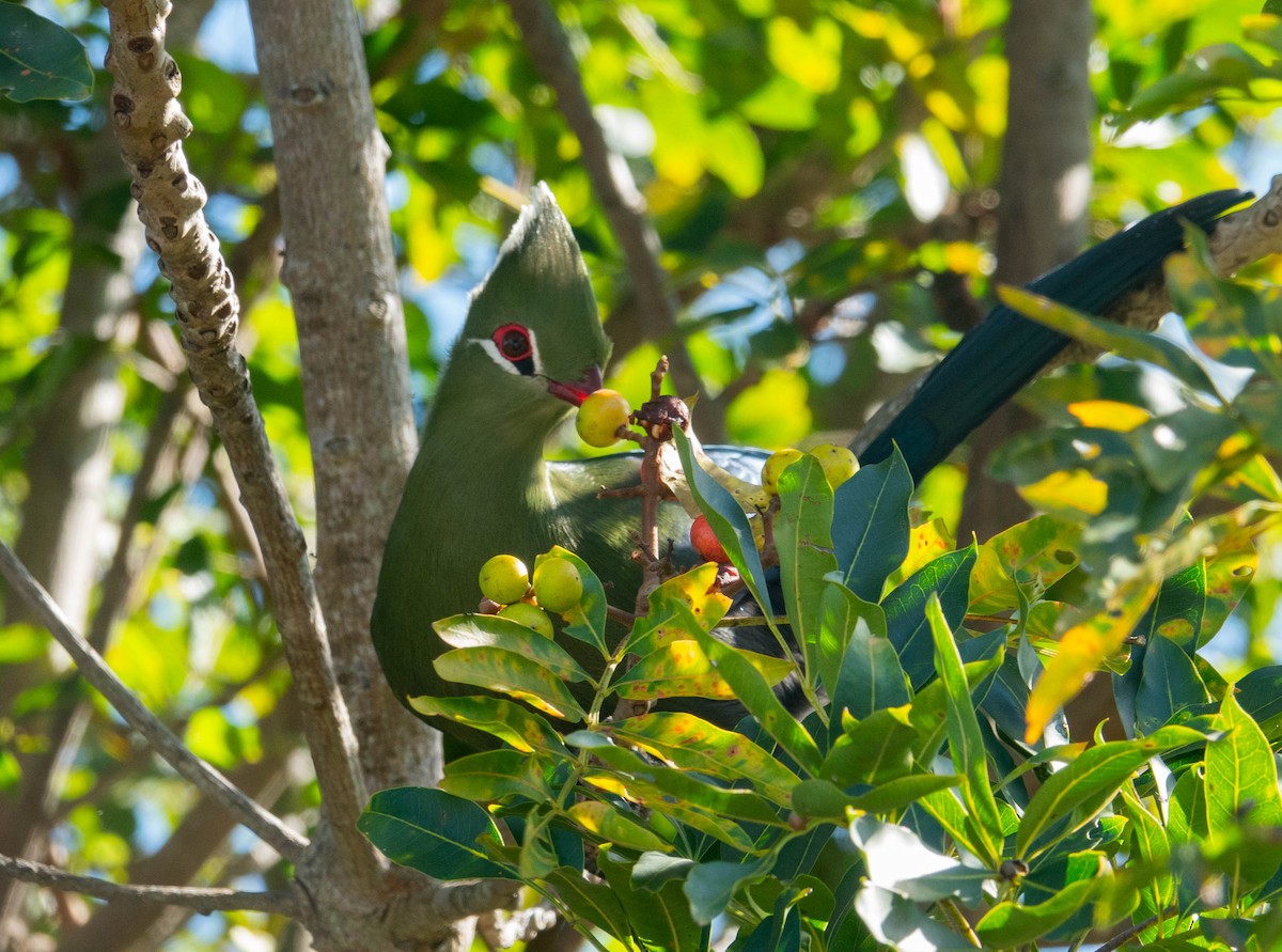 Knysna Turaco - ML647634677