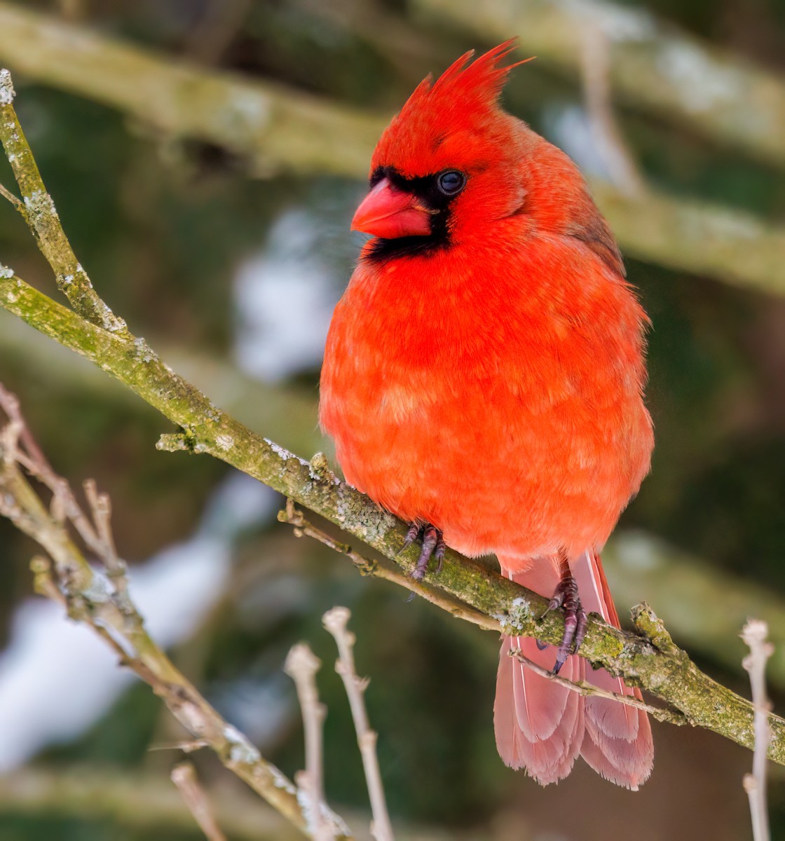 קרדינל צפוני - ML647634679