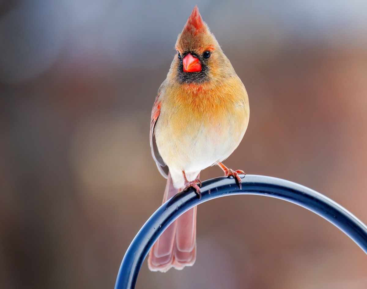 קרדינל צפוני - ML647634682