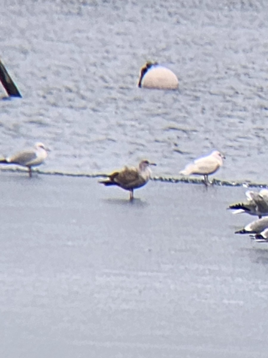 Great Black-backed Gull - ML647634688