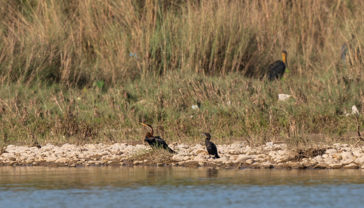 Oriental Darter - ML647634699
