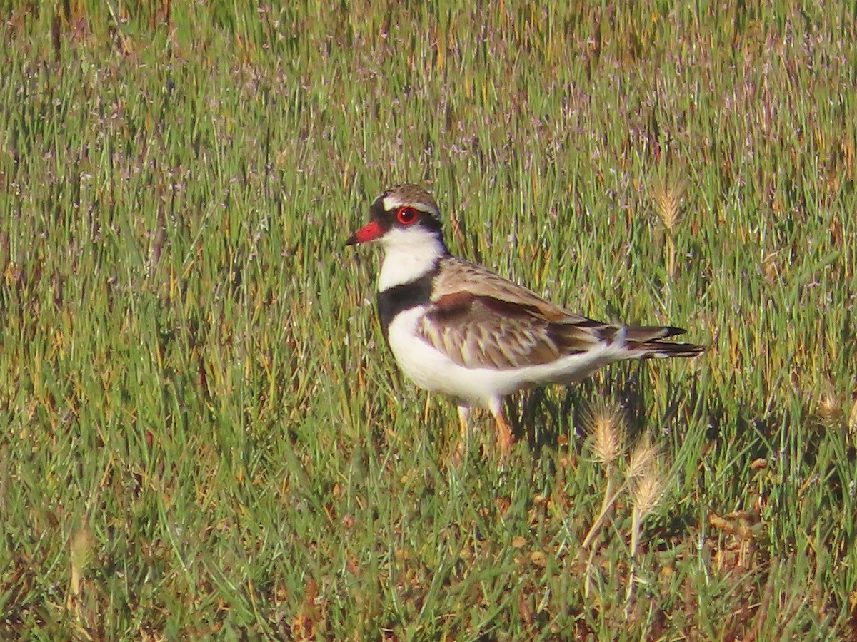 Black-fronted Dotterel - ML647634700