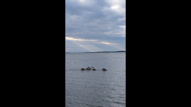 Great White Pelican - ML647634706