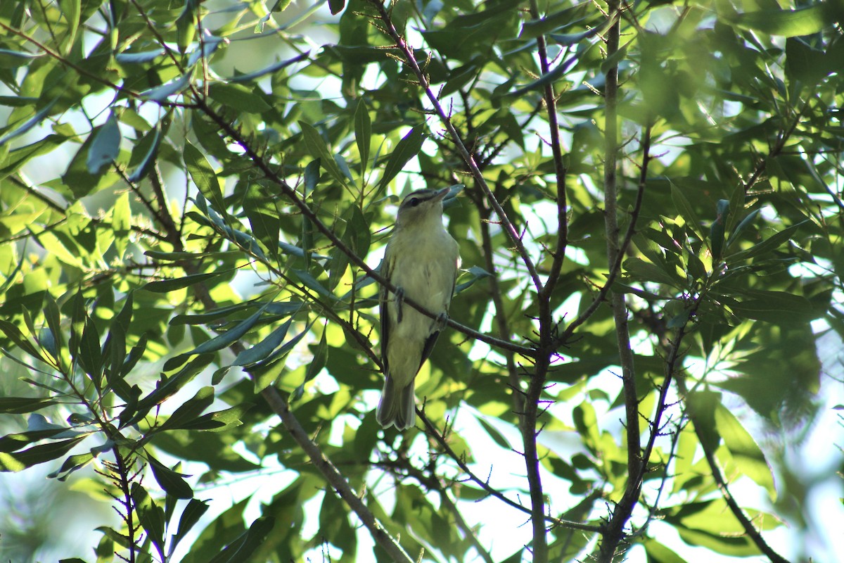 アカメモズモドキ - ML647634711