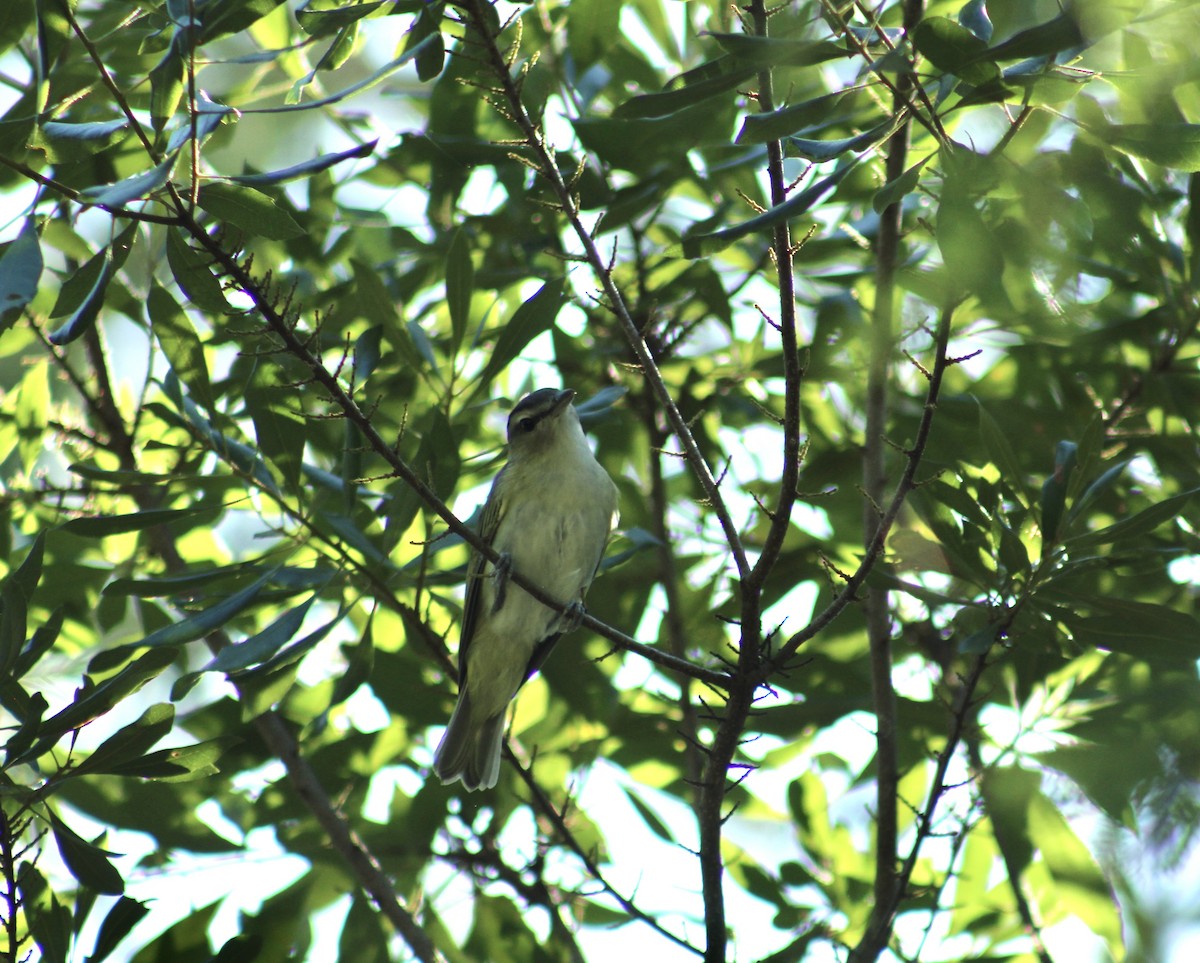 アカメモズモドキ - ML647634714