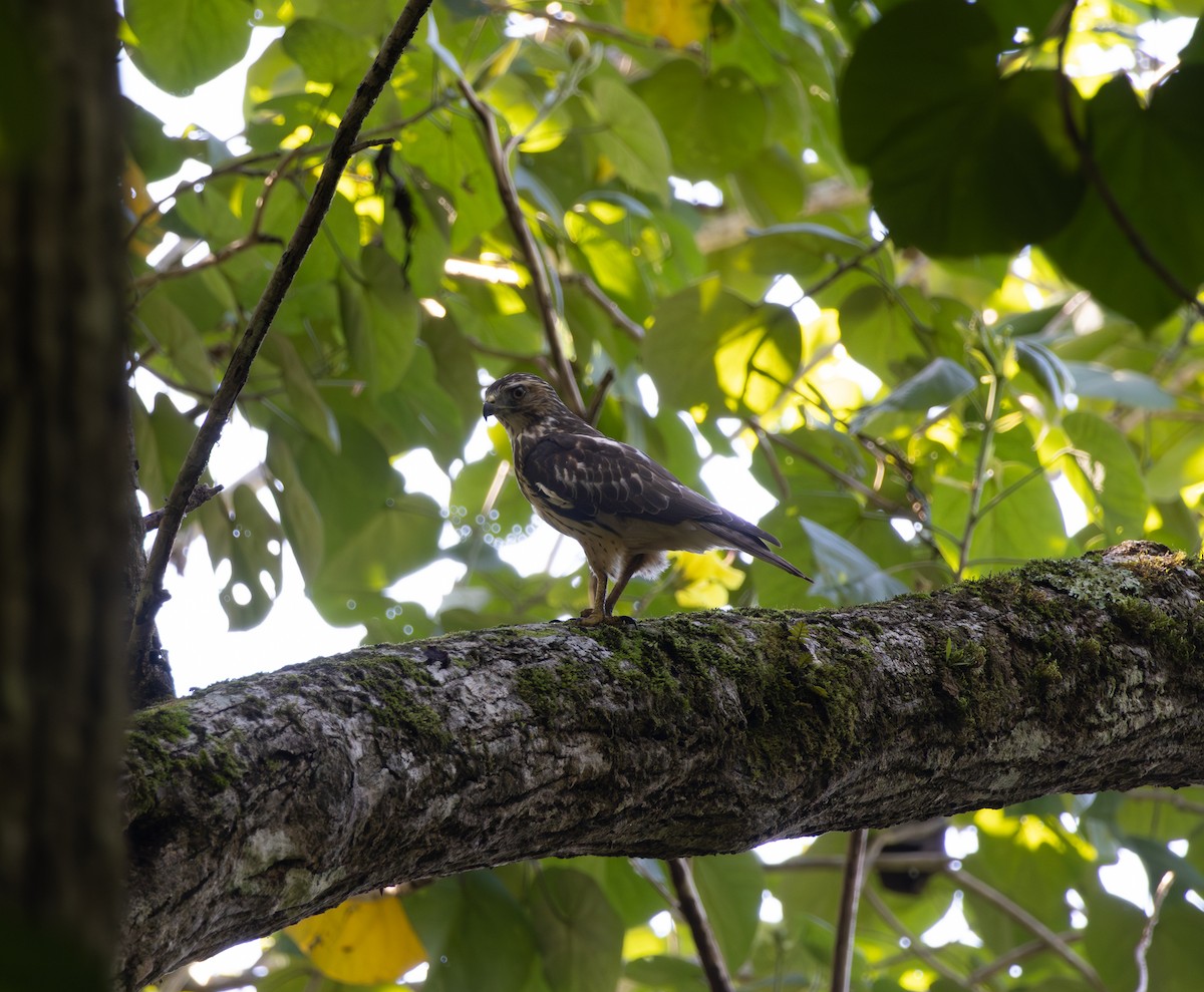 Breitflügelbussard [antillarum-Gruppe] - ML647634735