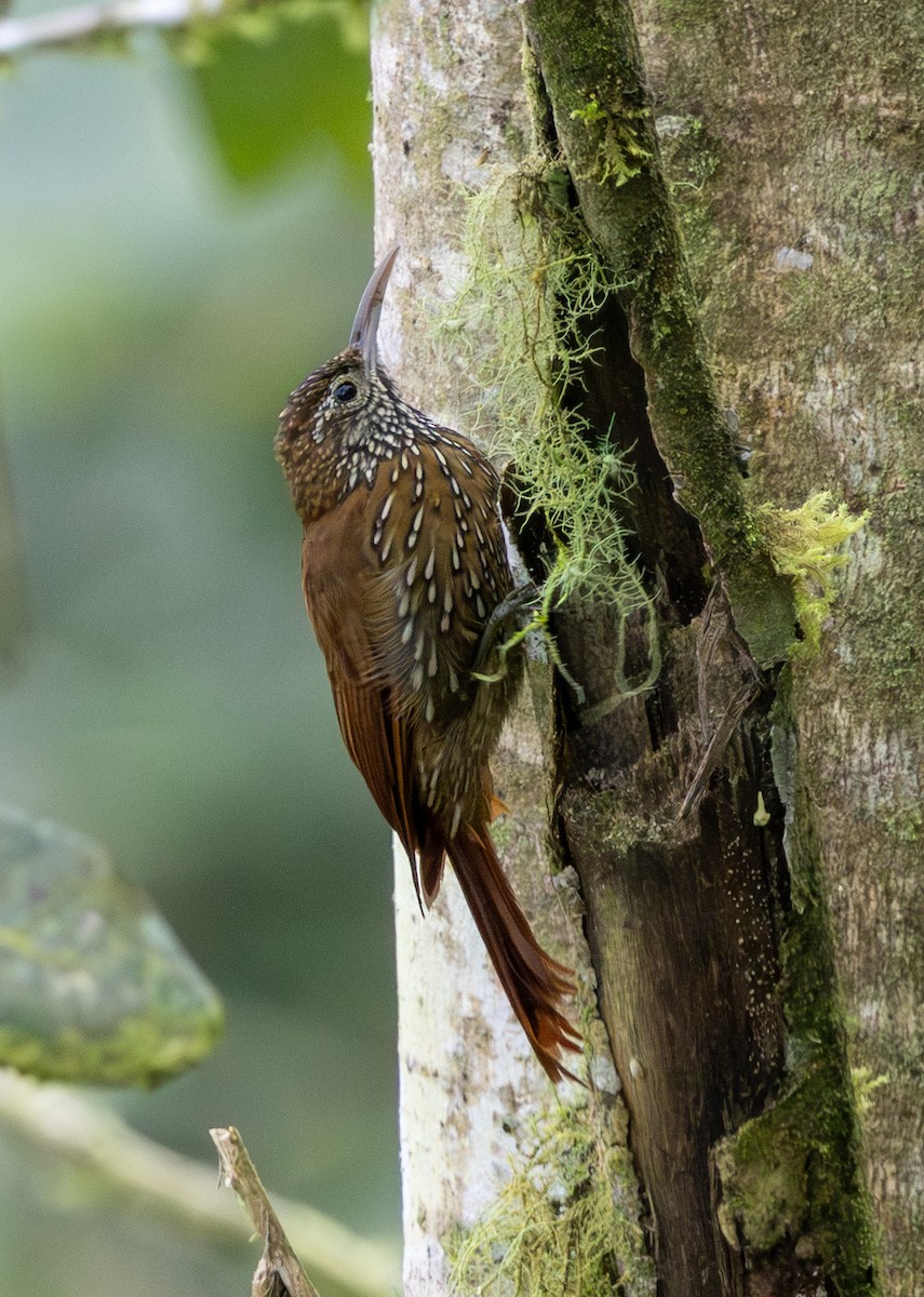 Dağ Tırmaşık - ML647634739