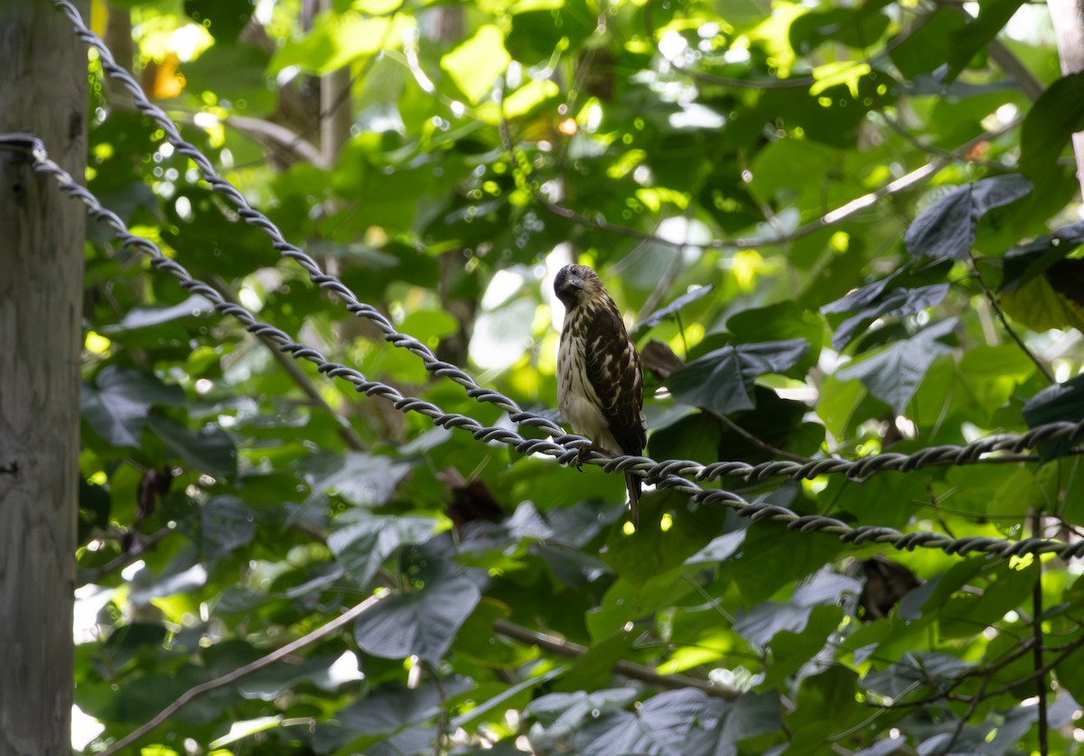 Breitflügelbussard [antillarum-Gruppe] - ML647634740