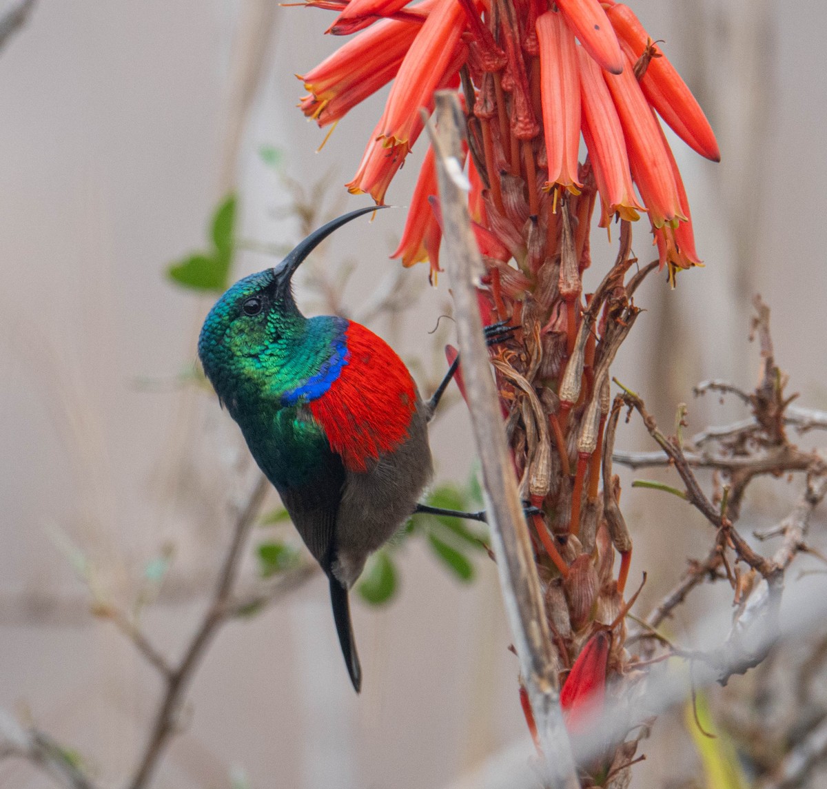 オオゴシキタイヨウチョウ - ML647634799
