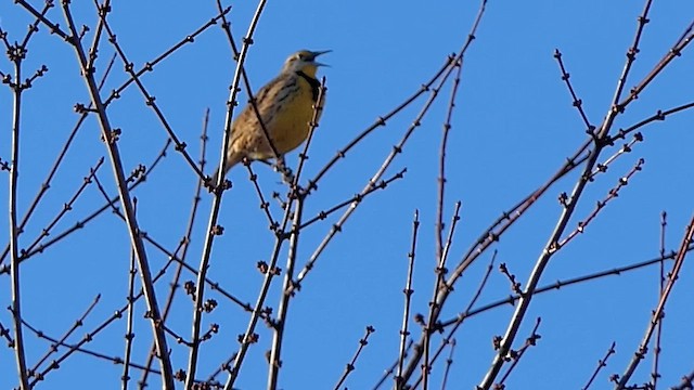 Eastern Meadowlark - ML647634811