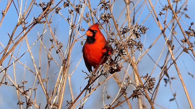 Northern Cardinal - ML647634914