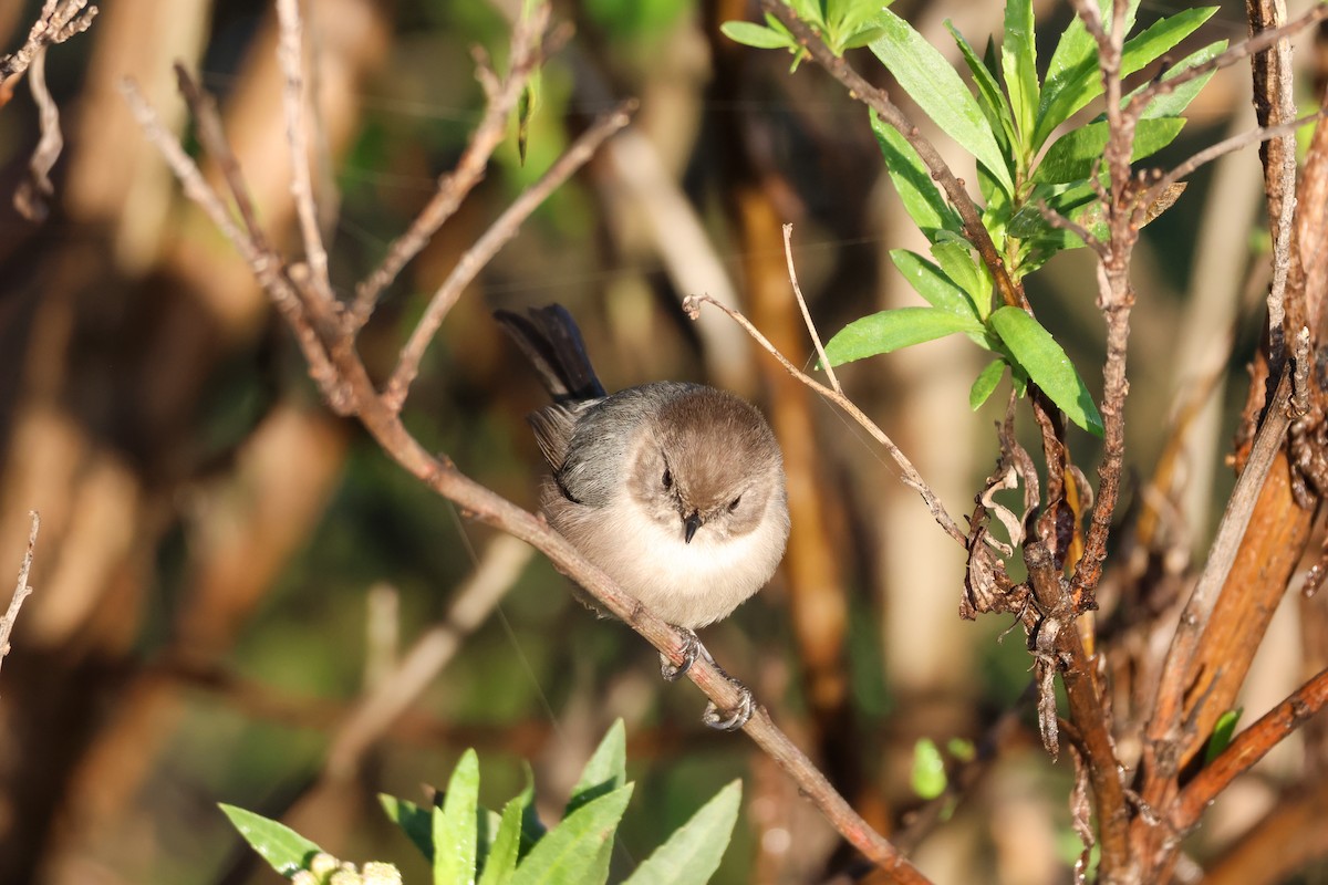 Ополовник американський - ML647634920