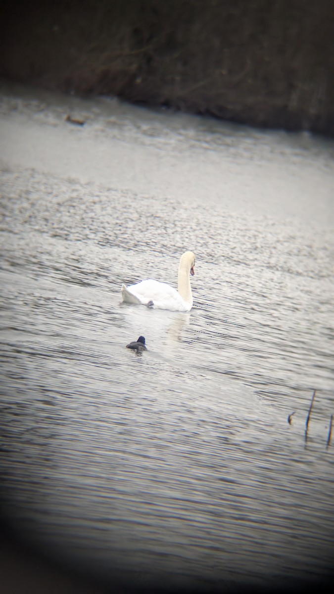 Лебідь-шипун - ML647634921