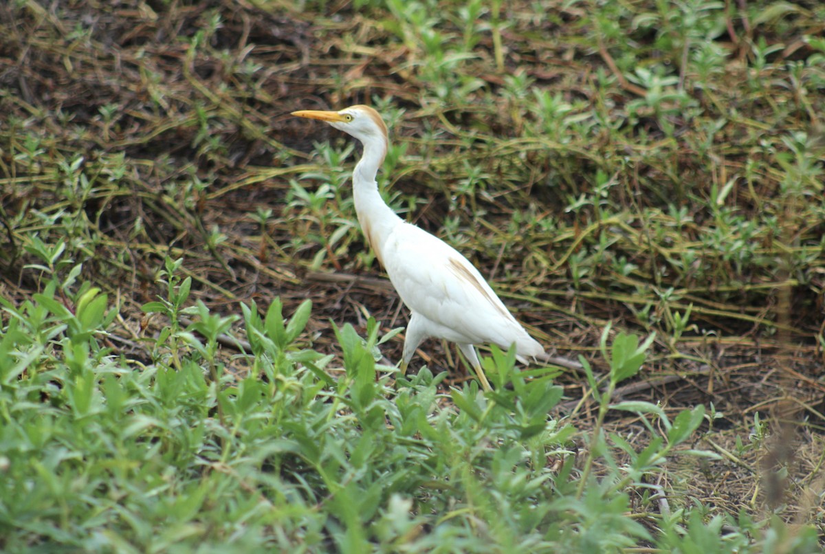 Чапля єгипетська західна - ML647634932